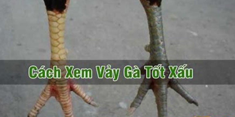 Vảy Gà Xấu Và Cách Để Phân Biệt Vảy Gà Chính Xác Nhất