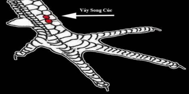 Vảy song cúc ở vị trí cựa gà dễ thấy